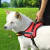 ARNÉS SENIOR PET DOG - comprar online