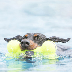 HUESO CHIRRIADOR AIRDOG MEDIO en internet