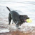 MANCUERNA CON CHIRRIADOR AIRDOG PEQUEÑO en internet