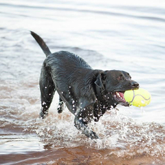 MANCUERNA CON CHIRRIADOR AIRDOG MEDIANO en internet
