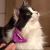 Cepillo Peine Gato Small Para Pelo Corto Deslanador Funamei - comprar online