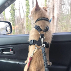 Cinturón de seguridad en coche para perros Elástico - tienda online