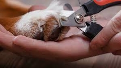 Tijera corta uñas - comprar online