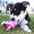 KONG Puppy Binkie™ en internet