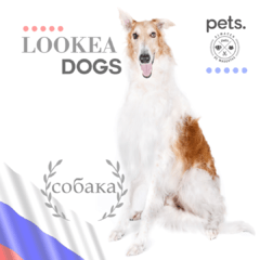 #Lookeadogs Misha