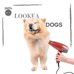 #Lookeadogs Aaron