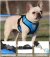 Arnés Malla Pechera Perro O Gato Talles Y Colores + Correa - tienda online