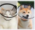 Collar Isabelino Gatos Talle 3 - tienda online