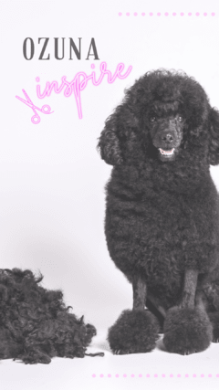 #Lookeadogs Osuna - comprar online
