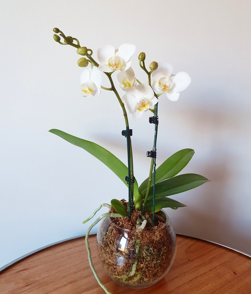 Orquidea Phalaenopsis Mediana con maceta de vidrio