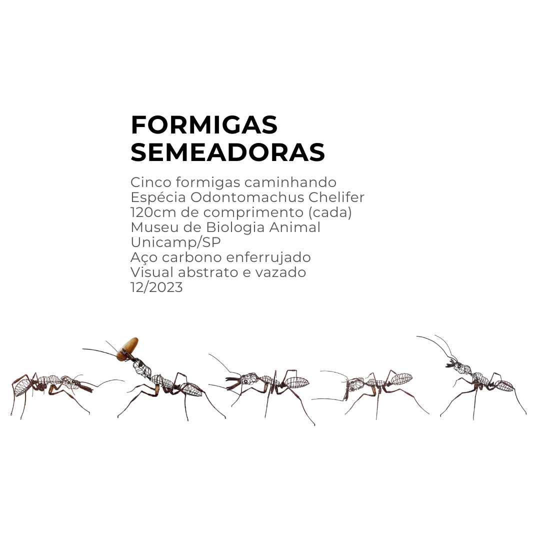 Cinco formigas caminhando Espécia Odontomachus Chelifer 120cm de comprimento (cada) Museu de Biologia Animal Unicamp_SP Aço carbono enferrujado Visual abstrato e vazado 12_2023 (2)