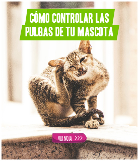 CÓMO CONTROLAR LAS PULGAS DE TU MASCOTA