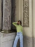 Pant Curt Celeste