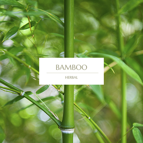 BAMBOO