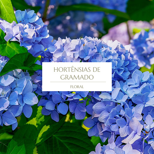 HORTENSIAS