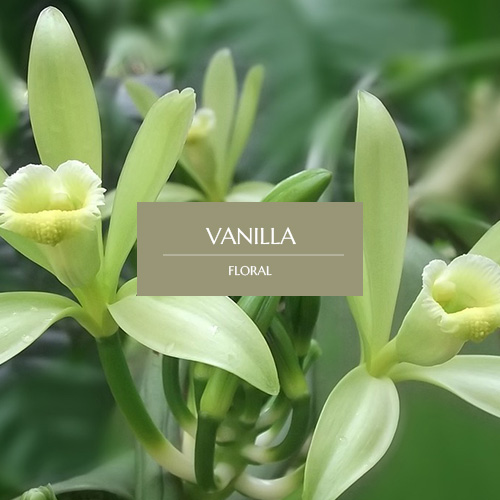 VANILLA