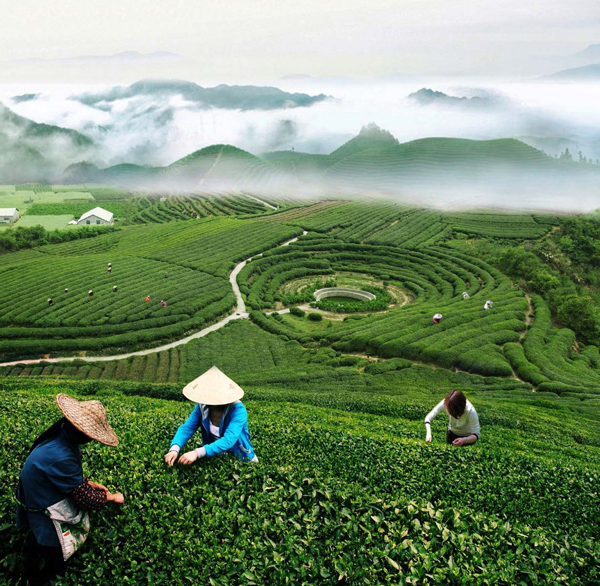 Paisagem típica dos campos de colheita de  chá sob neblina, na região de Zhejiang.