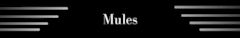 Banner da categoria Mules