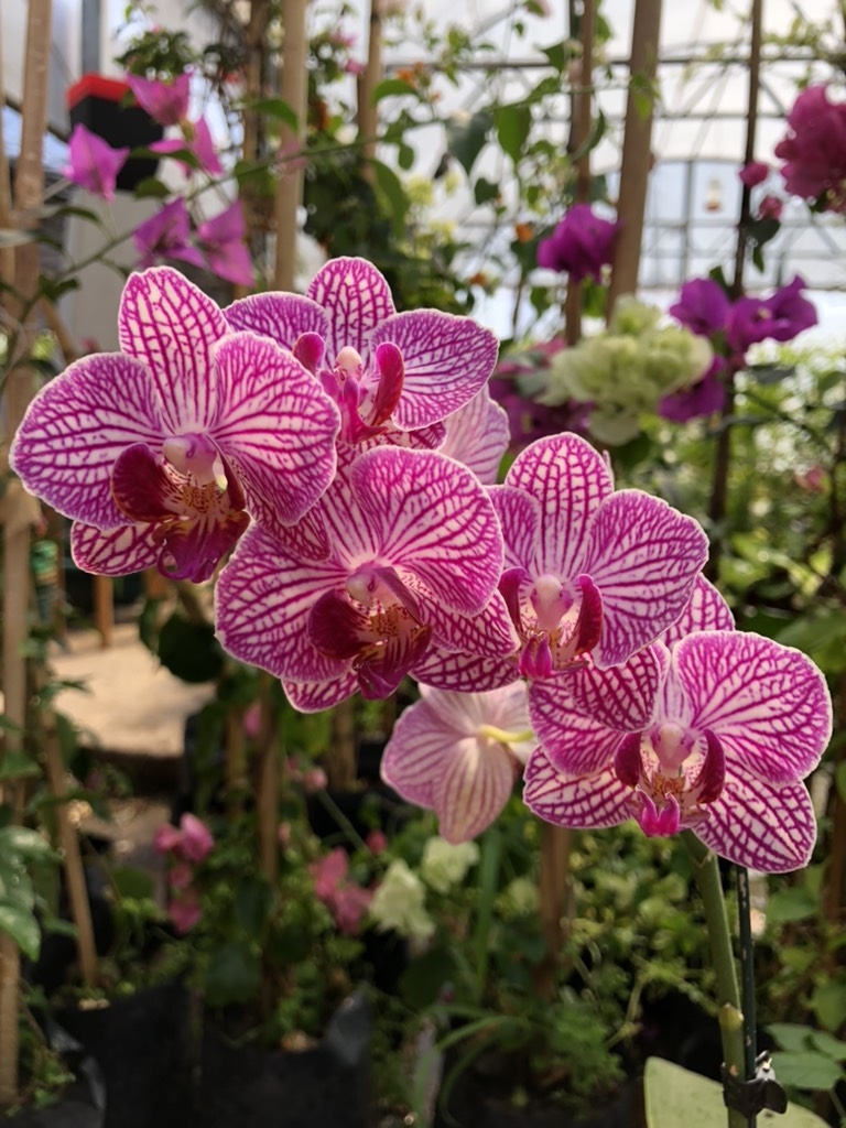 Orquídea Phalaenopsis - Comprar en Vivero Sirolli