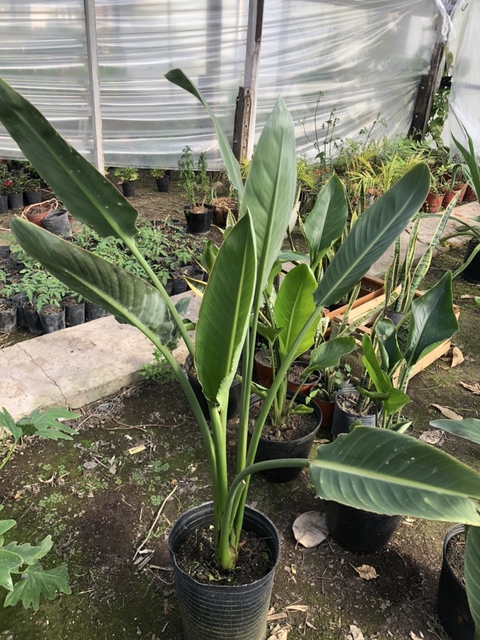 Strelitzia Reginae - Ave Del Paraíso - Vivero Sirolli