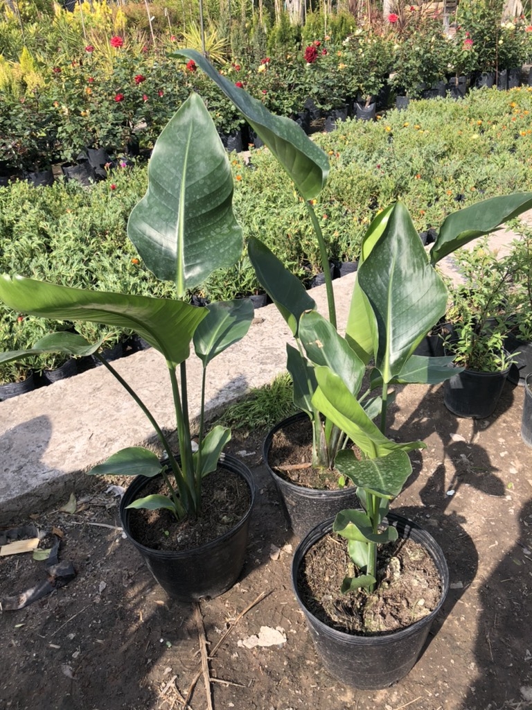 Strelitzia Nicolai 10lts - Comprar en Vivero Sirolli