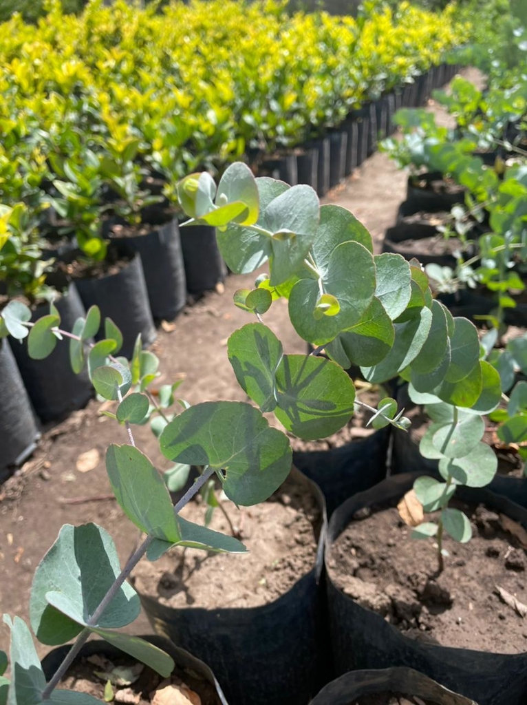 Eucalipto Medicinal Planta Árbol - Vivero Sirolli