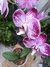 orquidea phalaenopsis - comprar online