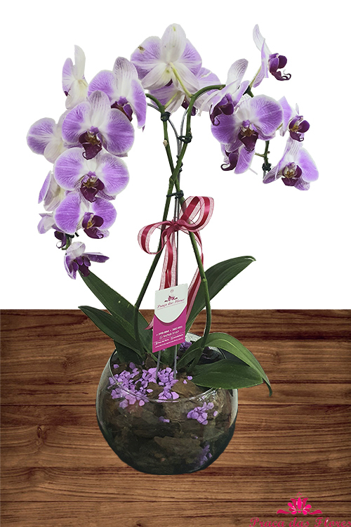 Orquidea Phalaenopsis Roxa