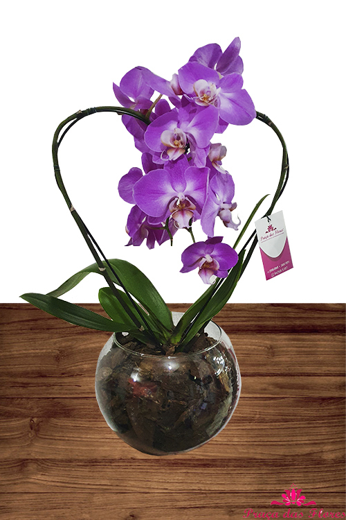 Orquidea Phalaenopsis Lilas Forma de coração