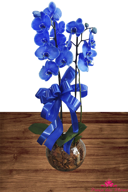 Orquidea Azul para presente