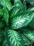 Dieffenbachia Tropic maceta N°15