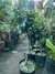 Ficus arbolito trenzado