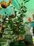 Ficus Danielle envase 5 litros