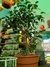Ficus Danielle envase 10 litros