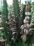 Euphorbia rubra Maceta N°13