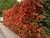 Crataegus 4lts