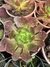 Echeveria agavoides rubra Maceta N°13