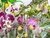 Orquidea Phalaenopsis - comprar online