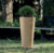 Buxus bocha - Vivero Valle Fértil