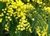 Aromo Frances (Acacia Dealbata)