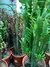 Euphorbia trigona Maceta N°19
