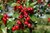 Crataegus 4lts - comprar online