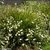 Dietes bicolor envase 3/4lts - comprar online