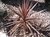 Drascena indivisa rubra envase 3/4 lts.