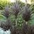 Drascena indivisa rubra envase 3/4 lts. - comprar online