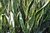Sansiveria Envase 3lts