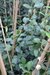 Jazmin de Leche (trachelospermum jasminoides) envase 3 lts.