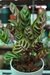 Calathea Macoyana Maceta N°14