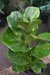 Ficus Pandurata envase 3 lts.