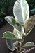 Gomero variegado envase 3 lts.